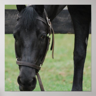 Poster preto do cavalo