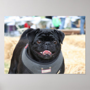 Poster preto do Pug