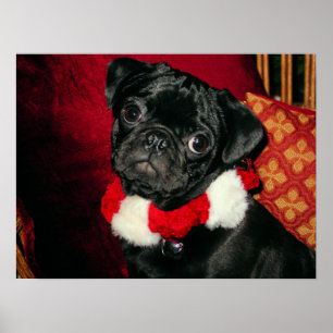 Poster preto doce do Pug