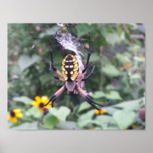 Poster preto e amarelo da aranha de jardim