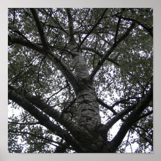 Póster Preto e branco