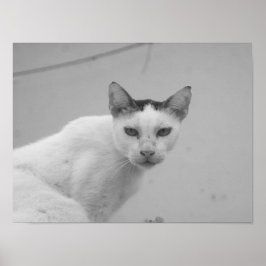 Poster Preto e Branco - Cat 02