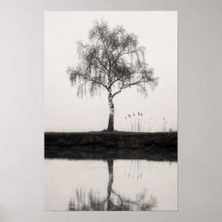 Poster Preto e Branco de Bétula junto a um Lago Tr