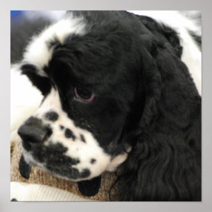 Poster preto e branco de cocker spaniel