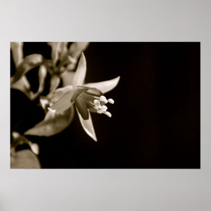 Poster preto e branco de Fuschia