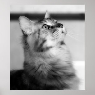 Poster Preto e Branco Fotografia Maine Coon Kitten