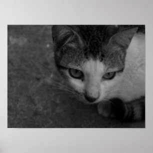Poster Preto e Branco - Gatinho