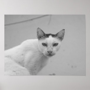 Poster Preto e Branco - Gato 02