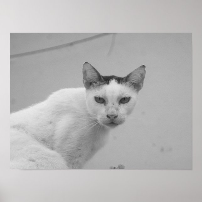 Poster Preto e Branco - Gato 02 (Frente)