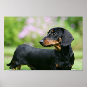 Póster Preto e Dachshund 2 de Tan Miniture