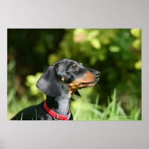 Póster Preto e Dachshund 3 de Tan Miniture
