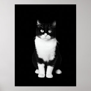 Poster Preto Realista e Gato Branco