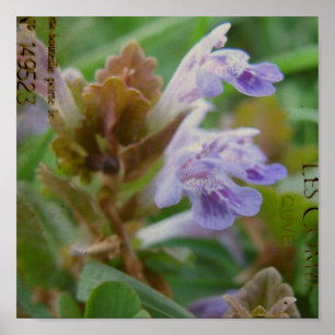 Póster Pretty Little Henbit
