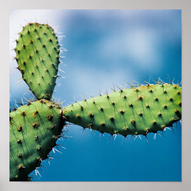 Poster Prickley Cactus (Frente)