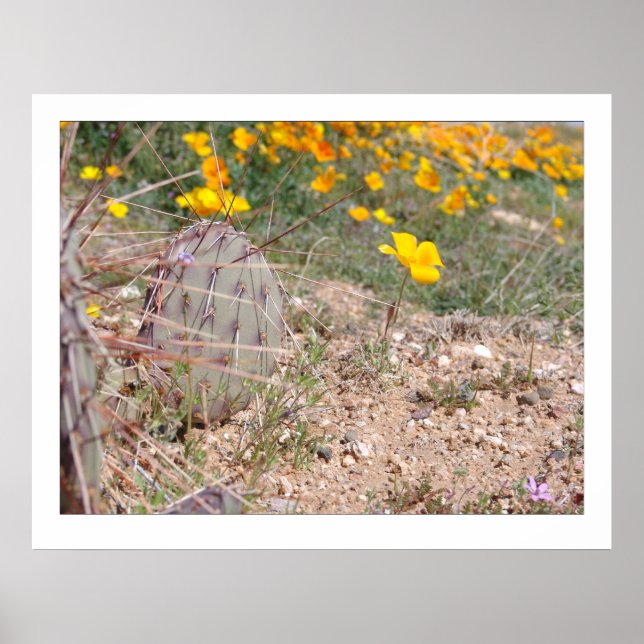 Póster Prickley Pear Cactus & Poppy (Frente)