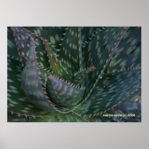 Póster Prickly Aloe Vera