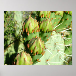 Poster Prickly Pear Blooms