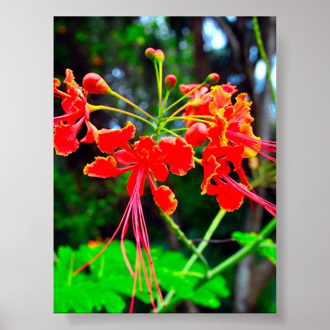 Poster Pride of Barbados Stretched Canvas Print (Frente)