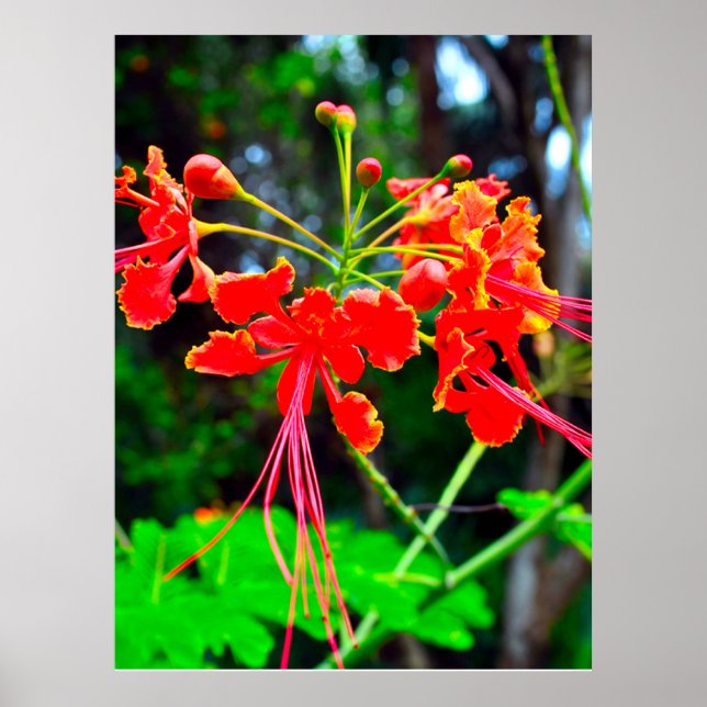 Poster Pride of Barbados Stretched Canvas Print (Frente)