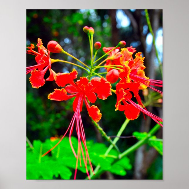 Poster Pride of Barbados Stretched Canvas Print (Frente)