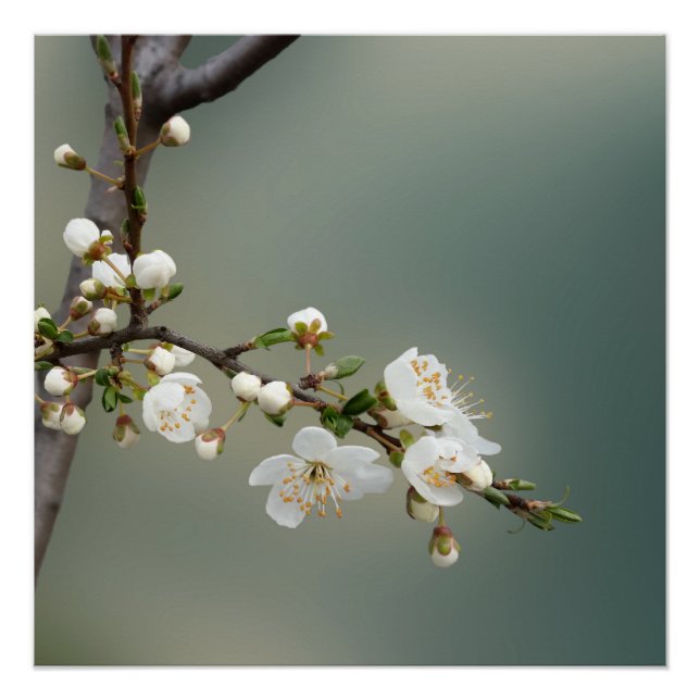 Póster primavera (Frente)