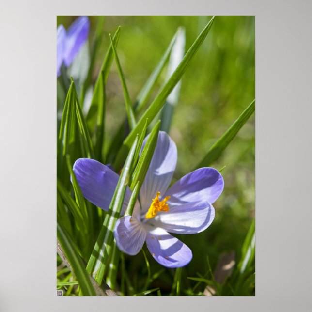 Póster Primavera (Frente)