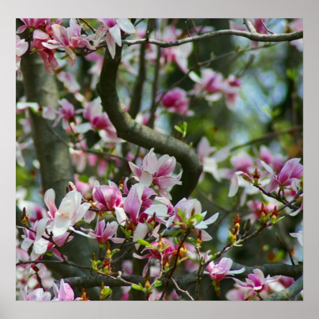 Poster primavera (Frente)