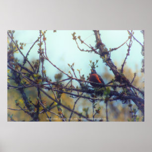 Poster Primavera