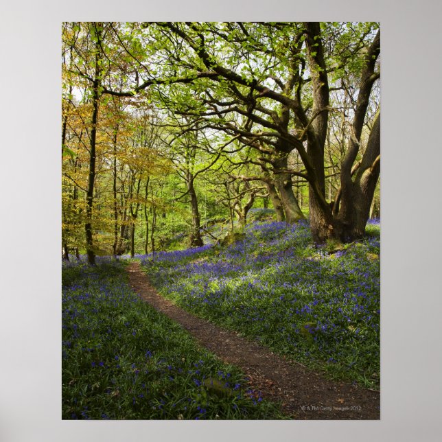 Poster Primavera bluebell (Frente)