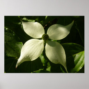 Póster Primavera branco da flor Sunlit do Dogwood floral