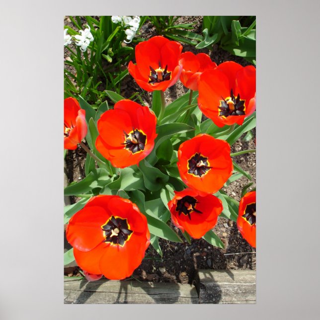 Poster Primavera Burst (Frente)