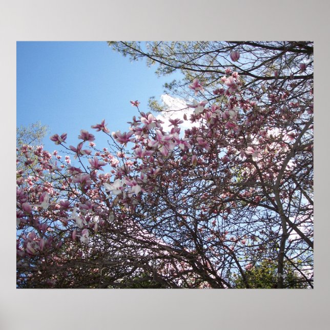 Póster Primavera Cherry Blossoms (Frente)