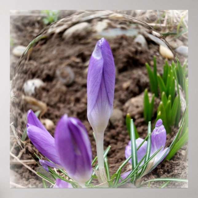 Póster Primavera crocodilo (Frente)