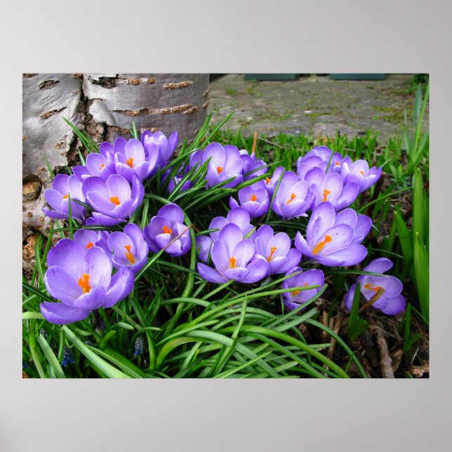 Póster Primavera Crocus (Frente)