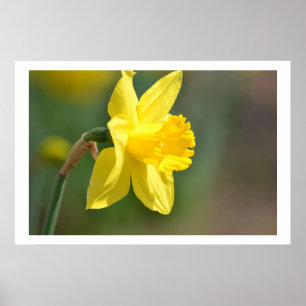 Póster Primavera Daffodil