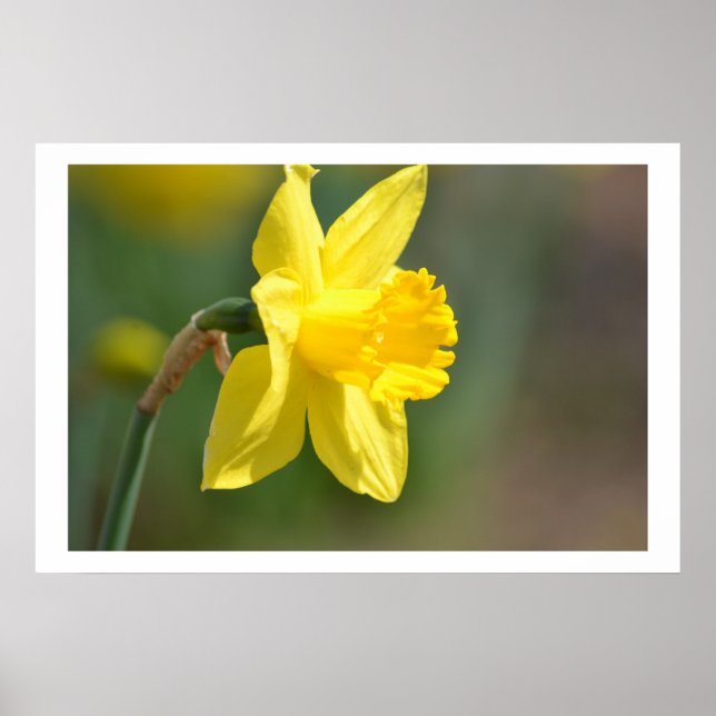 Póster Primavera Daffodil (Frente)