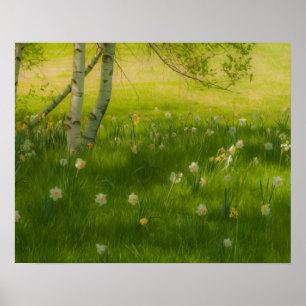 Póster Primavera Daffodils