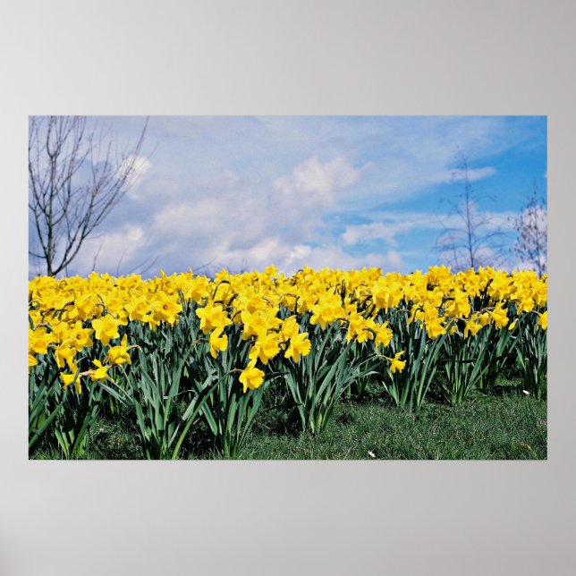 Poster Primavera daffodils, Shrewsbury, Shropshire, Ingla (Frente)