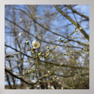 Poster Primavera despertando