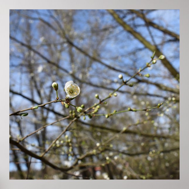 Poster Primavera despertando (Frente)