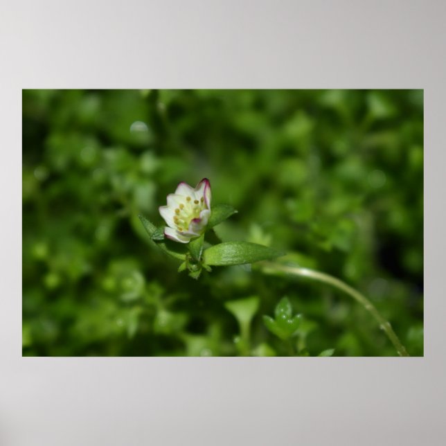 Poster Primavera despertando, só um pouco de floração (Frente)