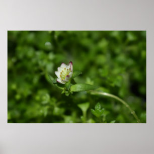 Poster Primavera despertando, só um pouco de florescimen