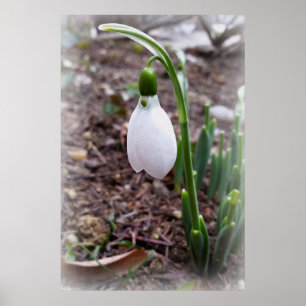 Póster Primavera em fevereiro