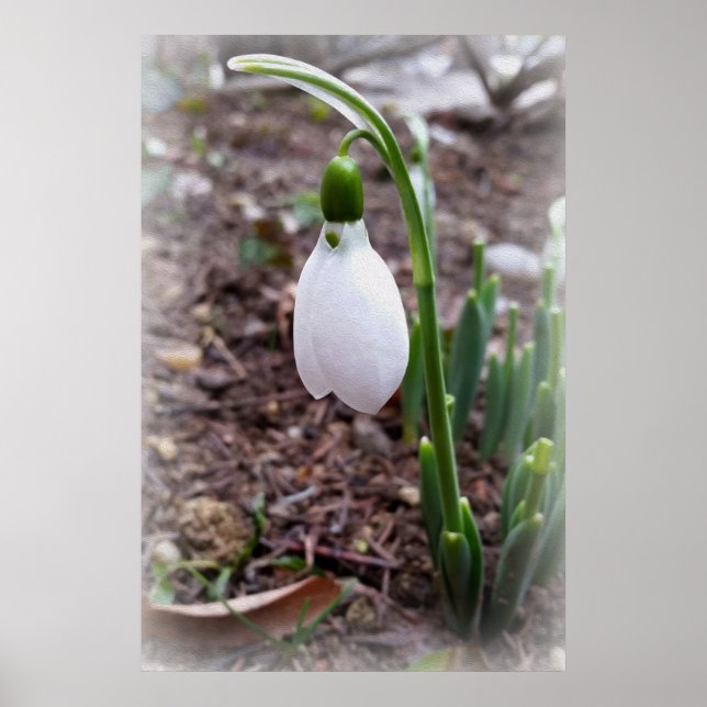 Póster Primavera em fevereiro (Frente)