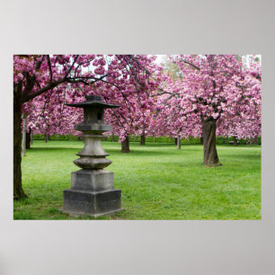 Póster Primavera em Paris Cherry Blossoms