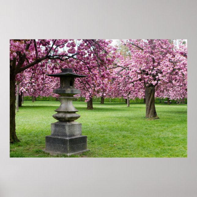 Póster Primavera em Paris Cherry Blossoms (Frente)