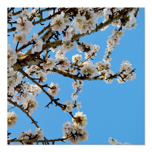 Póster Primavera esbranquiçado (Frente)