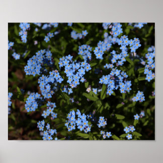 Poster Primavera Esqueça-Me-Nots, Península Superior de M