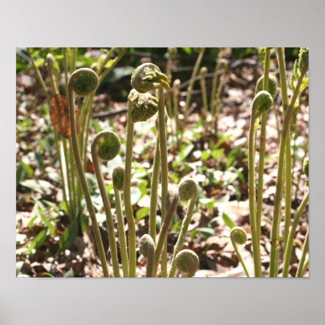 Póster Primavera Fiddlehead Ferns Nature (Frente)