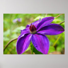 Póster Primavera Fling!